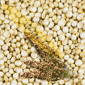 White Quinoa Grains - pesticides free at EU level