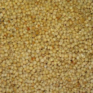 White/Red/Yellow Sorghum for sale