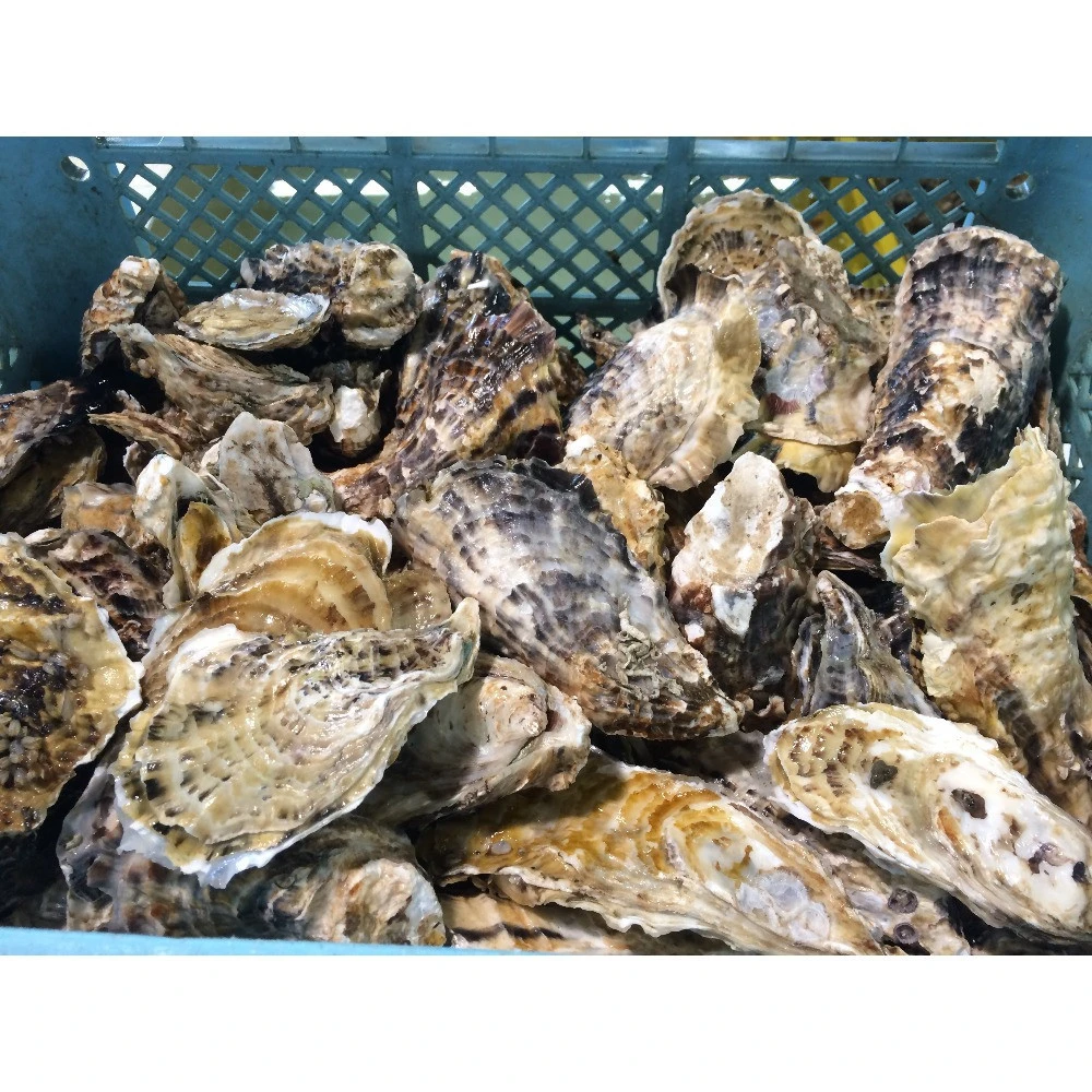 Whole Fresh Oyster with Shells, Alive Oyster Product with Competitive Price