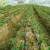Import Wholesale Cheap Price Drip Irrigation Kits from China