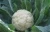 Import wholesale fresh cauliflower exporter from China from China