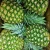 Import Wholesale Fresh Pineapple / Pineapple Fruit Price / Bulk Fresh Fruit Pineapple from USA