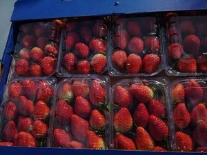 Wholesale Fresh Strawberry / Strawberry Fruit , Top Quality