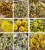 Import Wholesale 100% natural dried chrysanthemum flower tea Anhui white chrysanthemum tea dried herbal tea from China