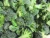 Import Wholesale organic IQF frozen fresh broccoli vegetable from China