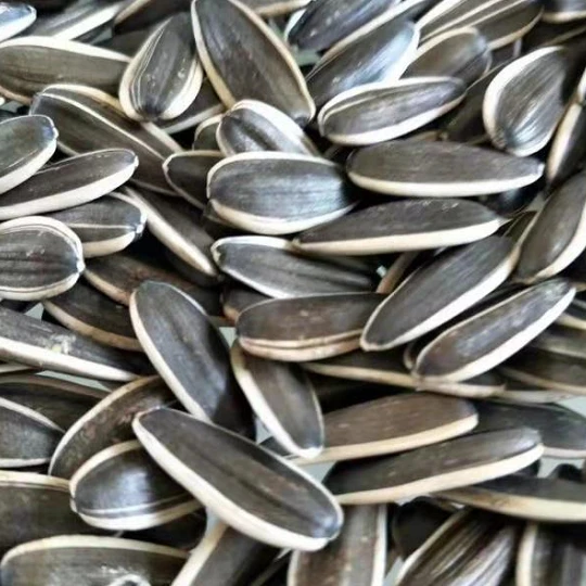 WholesaleNew Harvest 361 Sunflower Seeds with Shell