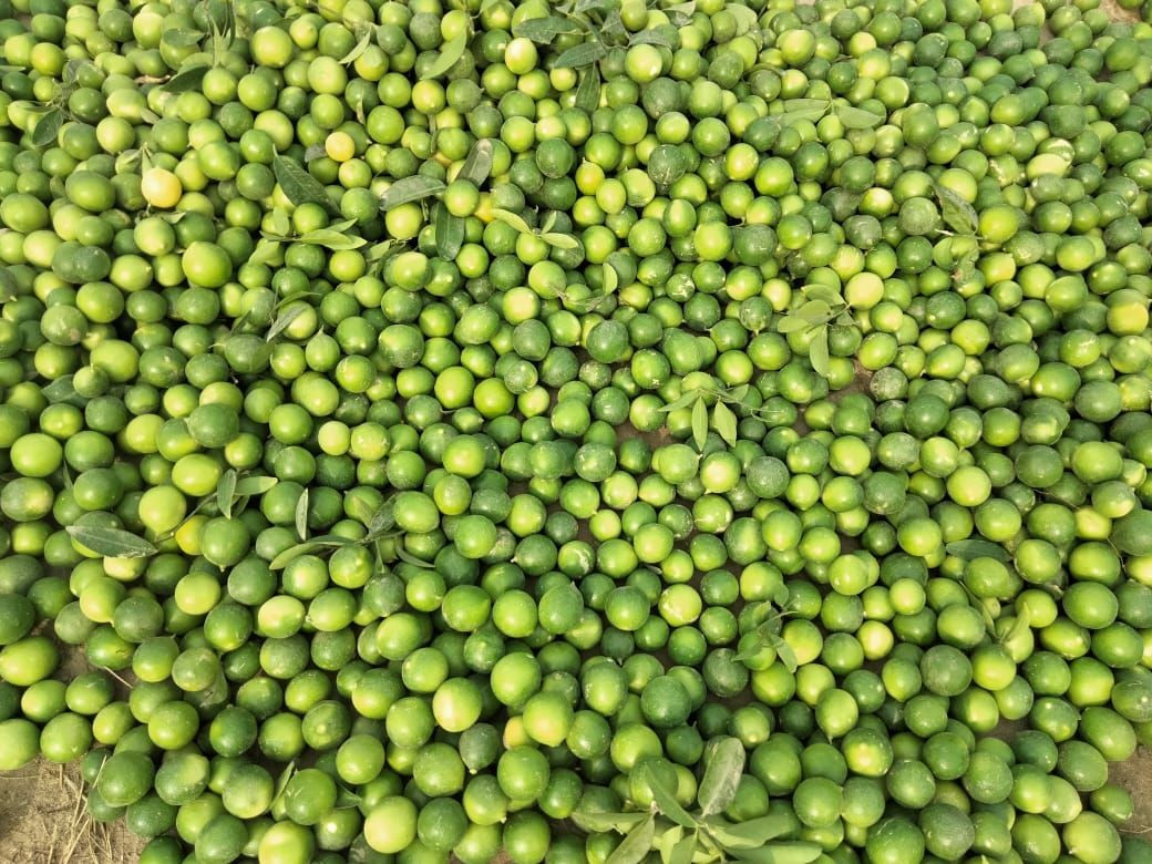 Buy Lemons from FreshHarvest Exports, Pakistan | Tradewheel.com