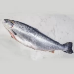 High Quality Frozen Salmon Fish