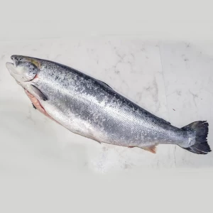 Fresh Frozen Pacific Chum Salmon Fish