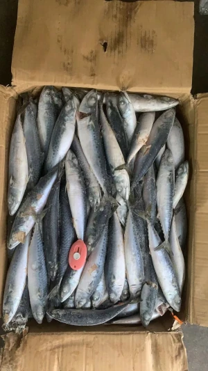 Canned fish mackerel fresh canned fish