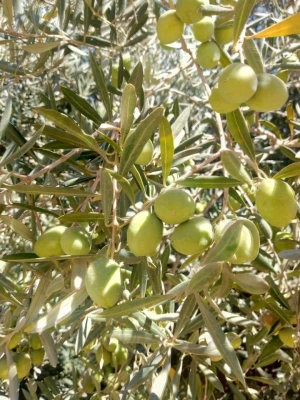 Green Egyptian Olives, Natural black olives, Ripe Oxidized Black Olive