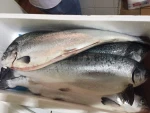 Fresh Frozen Salmon/Salmon Fish Fillets