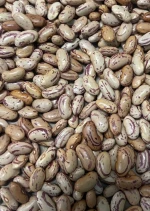 Sugar Beans