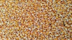 150,000 MT Premium Yellow Maize for Animal Feed – High-Energy Nutrition for Peak Performance