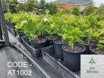 #“BEE” ATTRACTER, Orange jasmine live Healthy plant, Organic