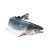 Import High Quality Frozen Salmon Fish from Belgium