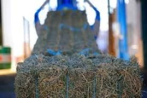 Alfalfa Hay in best price