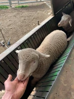 Health Dorper And Merino Lambs