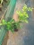 Import #“BEE” ATTRACTER, Orange jasmine live Healthy plant, Organic from Sri Lanka