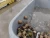 Import Giant Sea Snails/Unshelled Edible Snails/Water Snails Beef from Hungary
