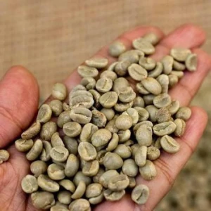 Green Coffee Beans Robusta