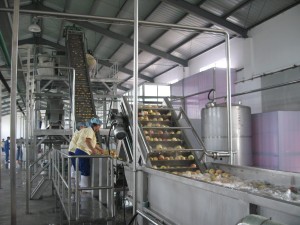 PINEAPPLE PROCESSING LINE