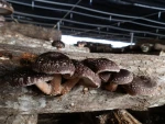 Fresh Organic Shiitake Mushrooms