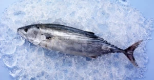 FROZEN SKIPJACK TUNA WHOLE ATGOOD PRICE AND BULK QUANTITY FOR SALE WITH SUPERIOR QUALITY FISH SUPPLIERS