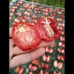 Sun Dried Tomatoes