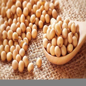 Edible White Soybeans, Qulaity Beans At Reasonable Pricing