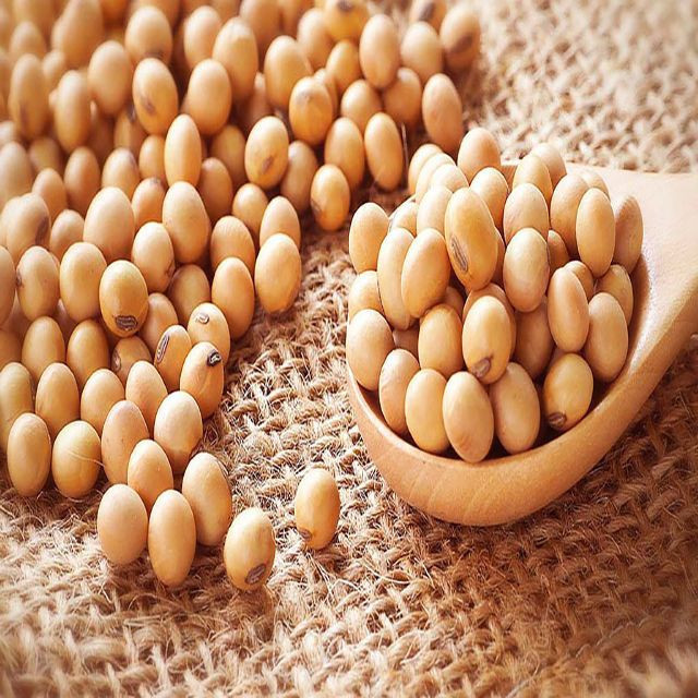 Buy Edible White Soybeans, Qulaity Beans At Reasonable Pricing from