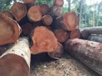 Bubinga, Sapele, Teak, Mahogany, Iroko Timber logs,Sawn woods