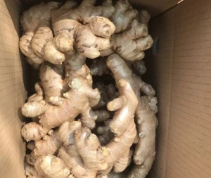 Wholesale High Quality Fresh Ginger