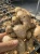 Import Wholesale High Quality Fresh Ginger from South Africa