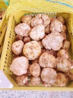 Export quality White truffle