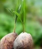 Coconut 🥥 🌴 seedling