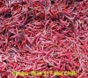 INDIAN RED CHILLI