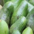 Import Fresh Green Avocados from USA