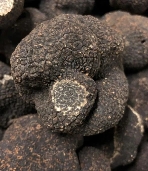 Premium quality Tennessee Truffles for sale