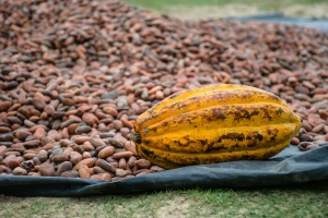 Madagascar raw cacao beans
