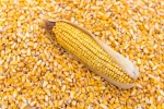 Corn (Maize) / 100% Brazilian / GMO and Non-GMO / Top Quality