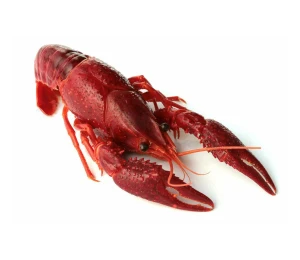 Whole Boiled Unseasoned Frozen Egyptian Wild Catch Crawfish/Lobster