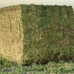Wholesale Alfalfa Hay Bales
