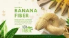 Premium Raw Banana Fiber