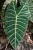 Import ALOCASIA Natural Plant from Indonesia