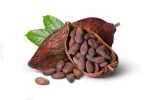 Dried Cocoa Beans