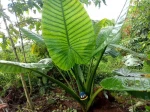 ALOCASIA Natural Plant
