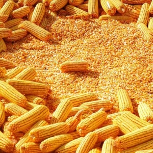 Dried  Yellow Maize/Corn, Non-GMO, Fit for Human Consumption and Animal Feed