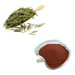 100% Natural Black Tea Extract Manufacturer with Bulk Package