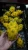 Import 100% Natural Juicy Fresh Yellow Dragon Fruit Pitahaya Pitaya Fruit from Colombia